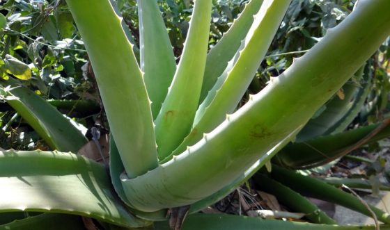 Rastlina Aloe Vera oz. Aloe Barbadensis