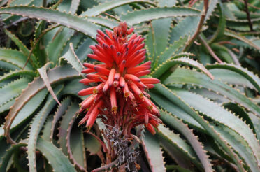 Aloe arborescens: Rastlina s številnimi pozitivnimi lastnostmi