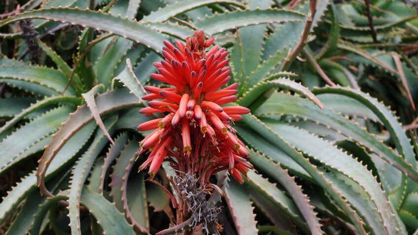 Aloe arborescens: Rastlina s številnimi pozitivnimi lastnostmi