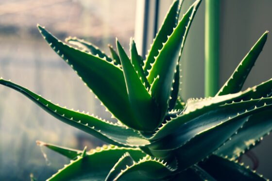 Aloe arborescens recept: Korak za korakom do domače alojine tinkture