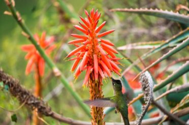 Aloe arborescens sirup: lastnosti, uporaba in izdelava