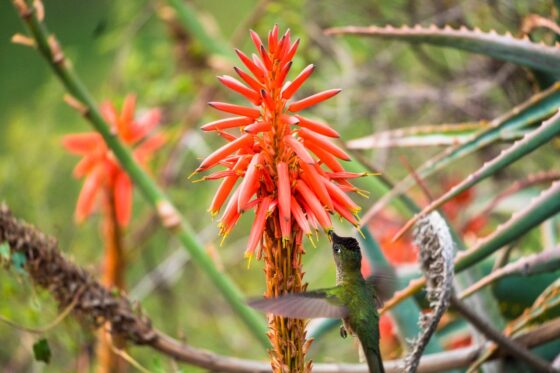 Aloe arborescens sirup: lastnosti, uporaba in izdelava